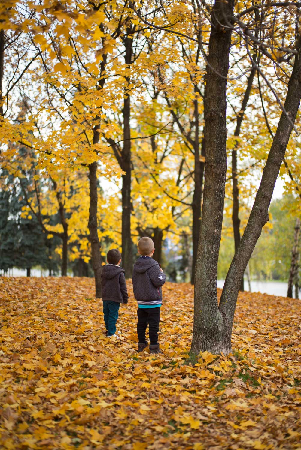 Autumn in the park
