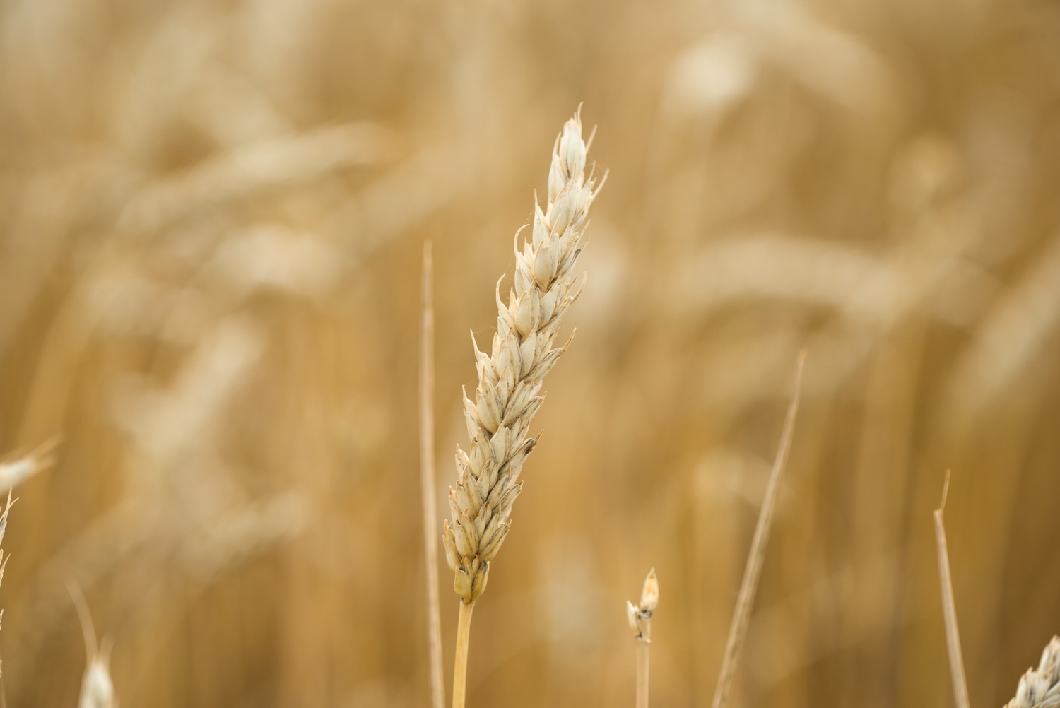 wheat