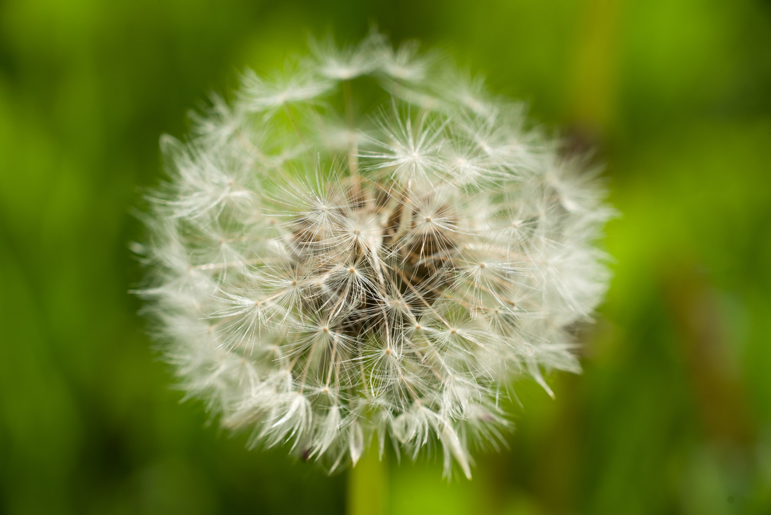 dandelion