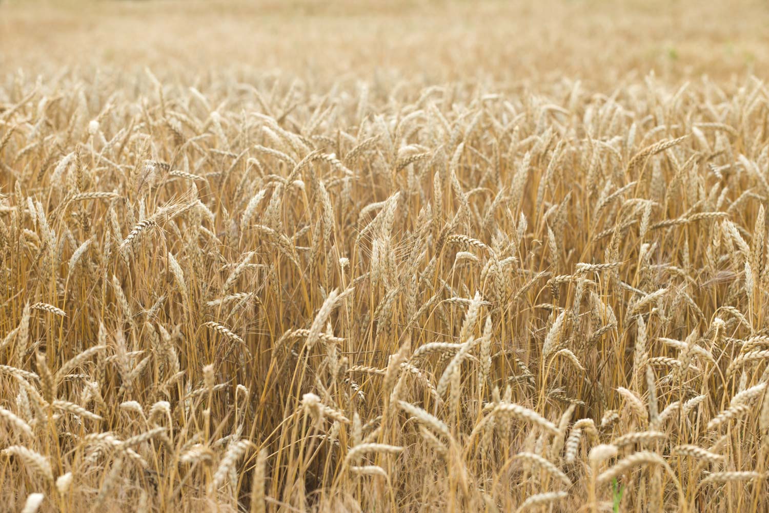 wheat field