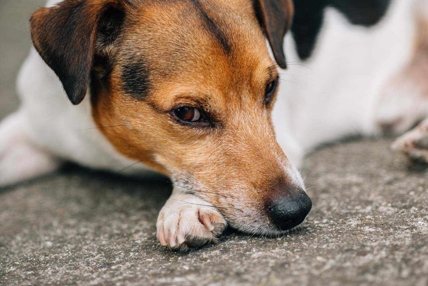 dog up close