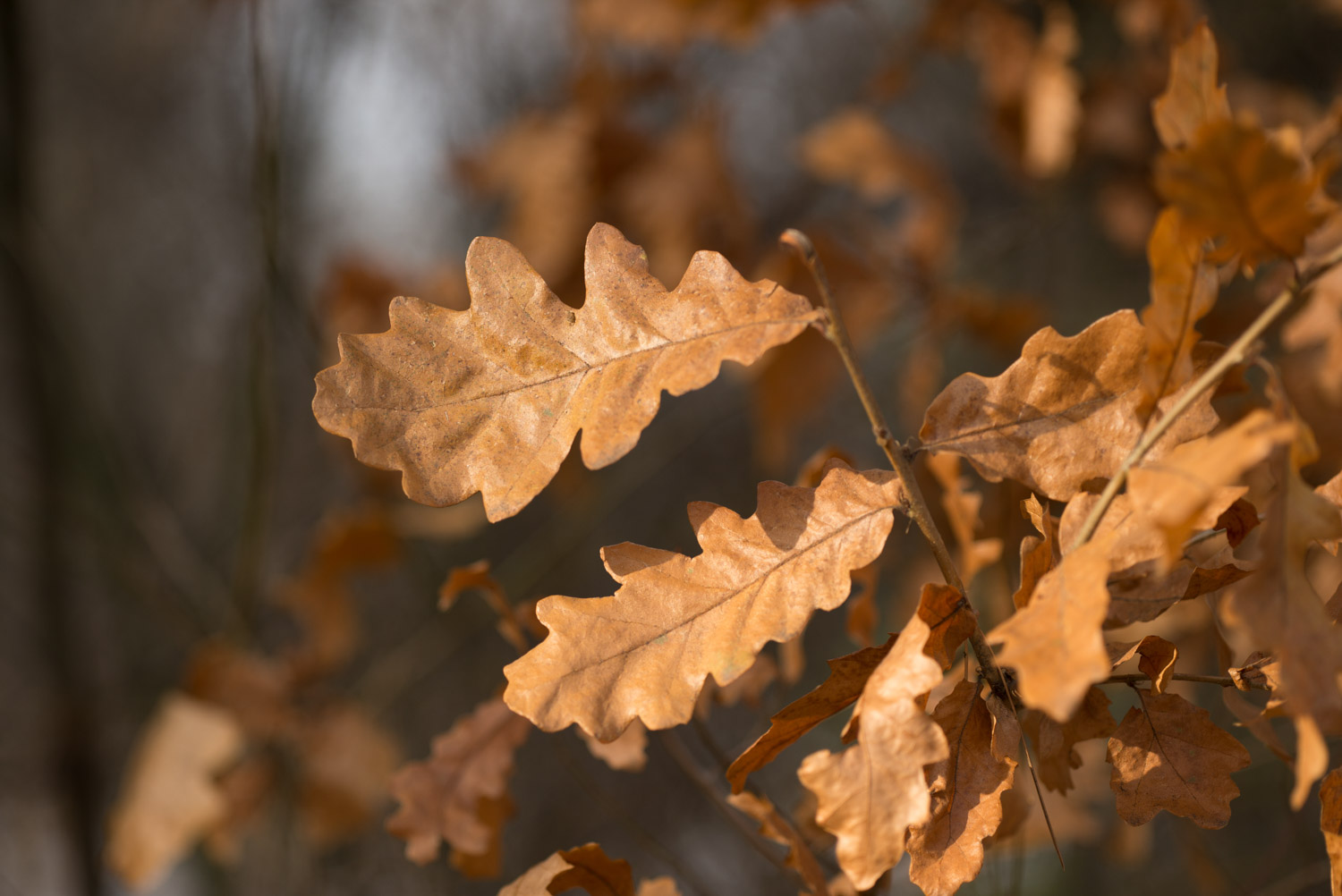 autumn leafs