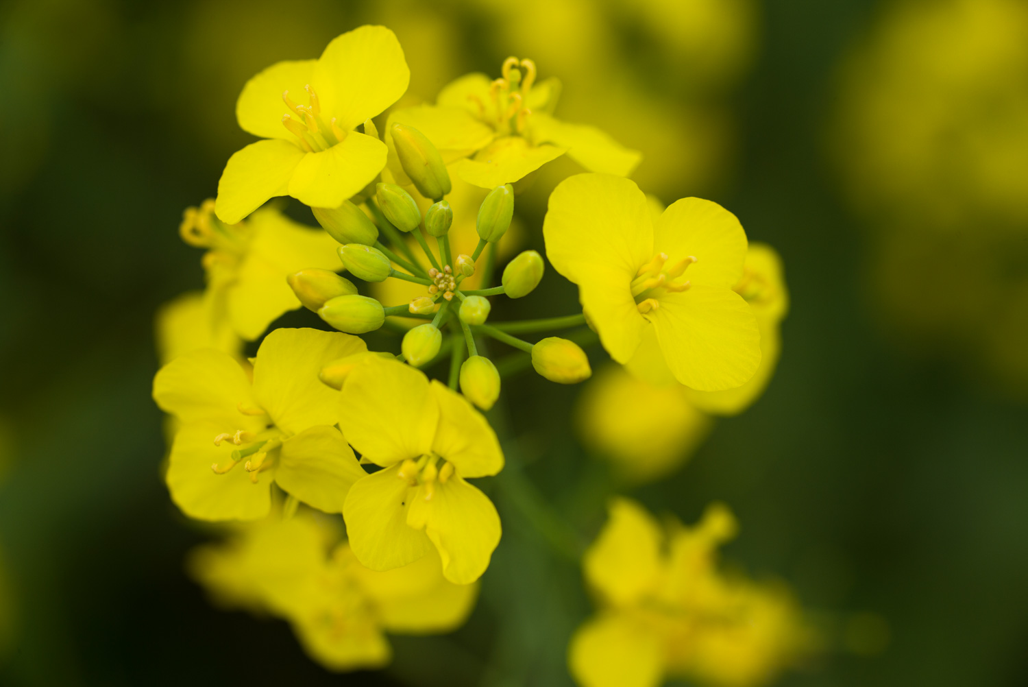 Rapeseed