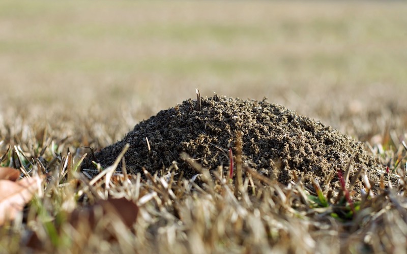 ants-nest