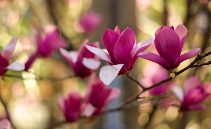 blosom-leica-m-summilux-r-50
