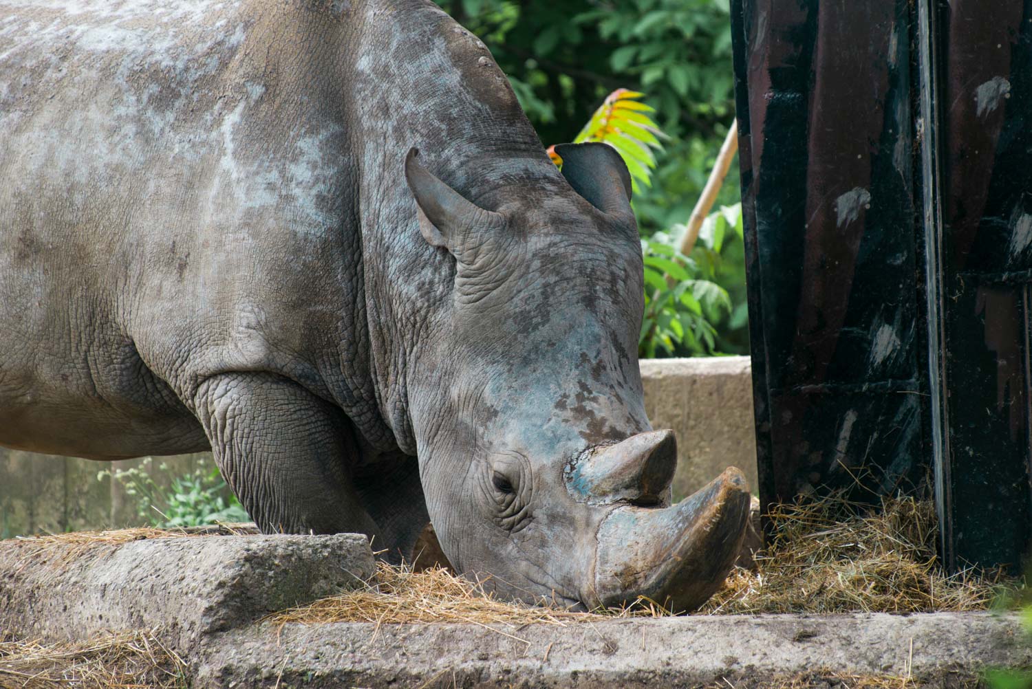 Rhino