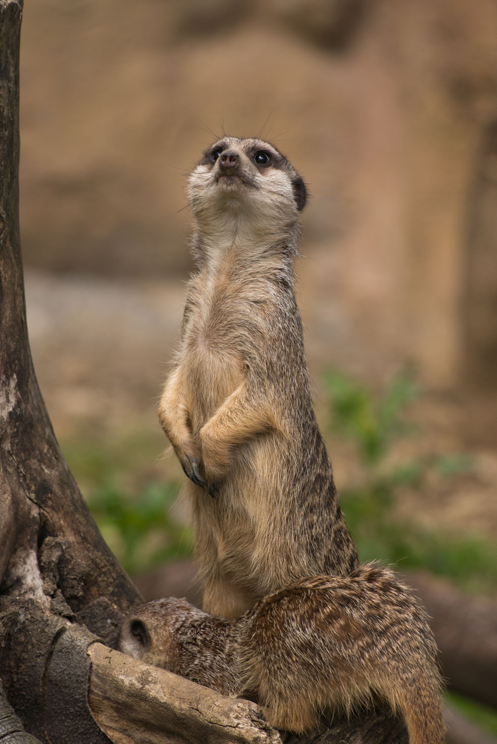 Meerkat