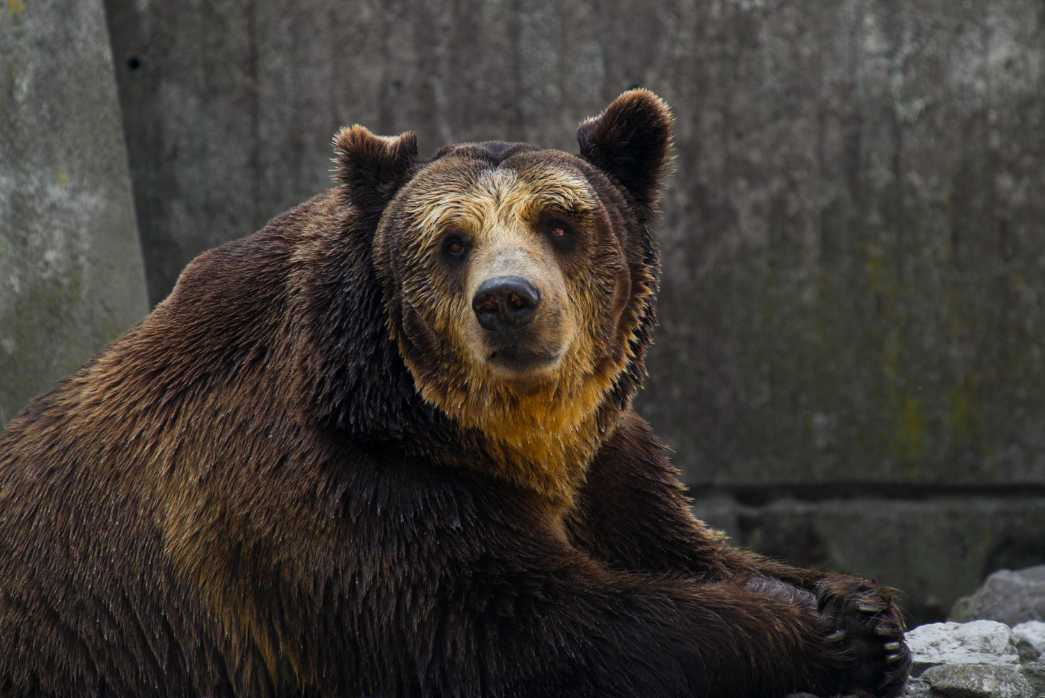 Brown bear