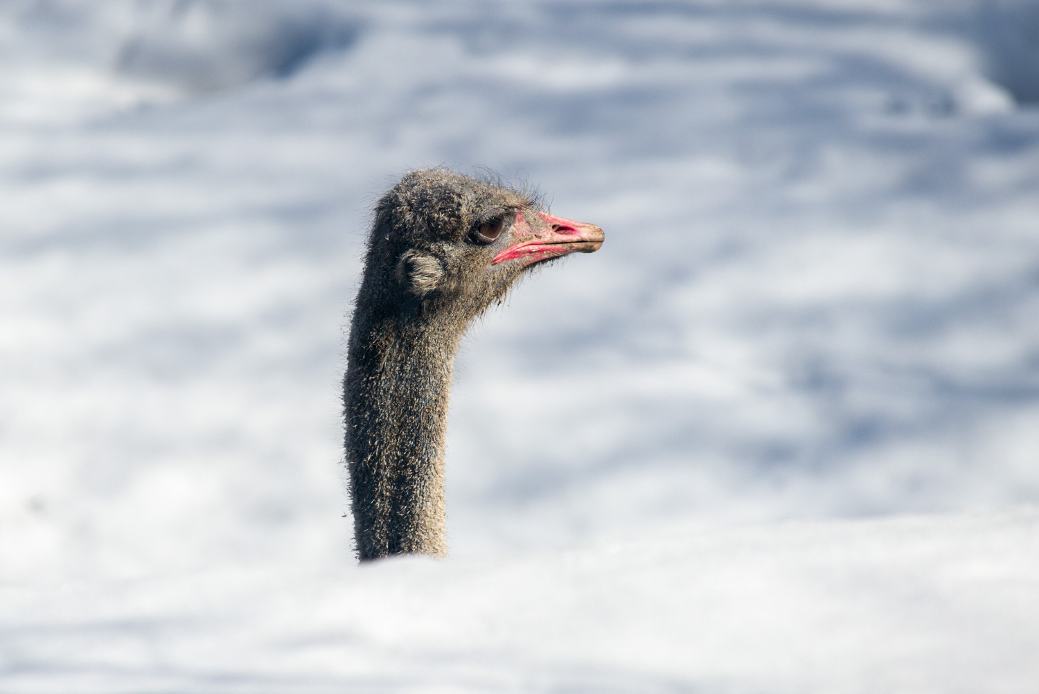 Ostrich