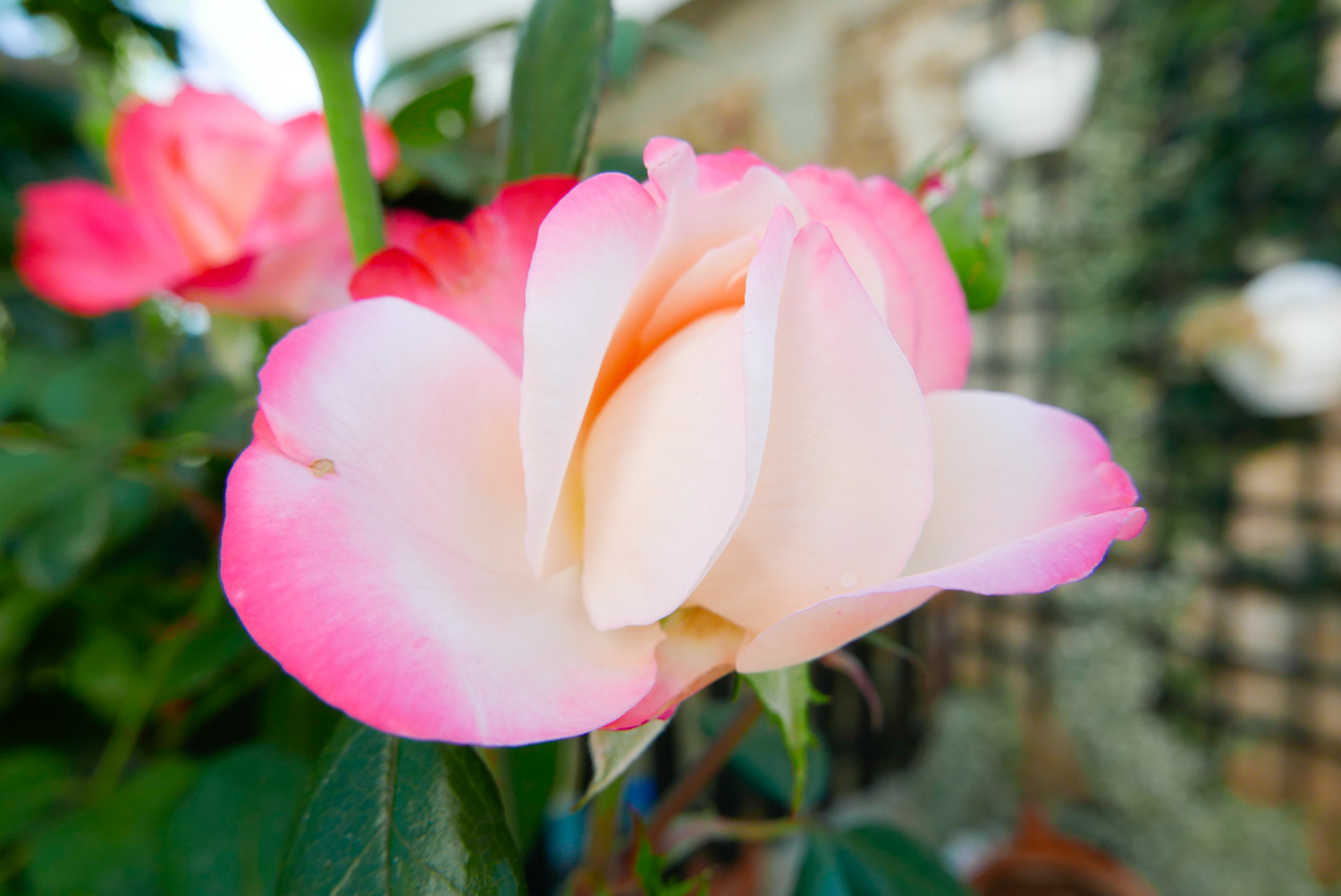 colors of leica d-lux 109 in jpg