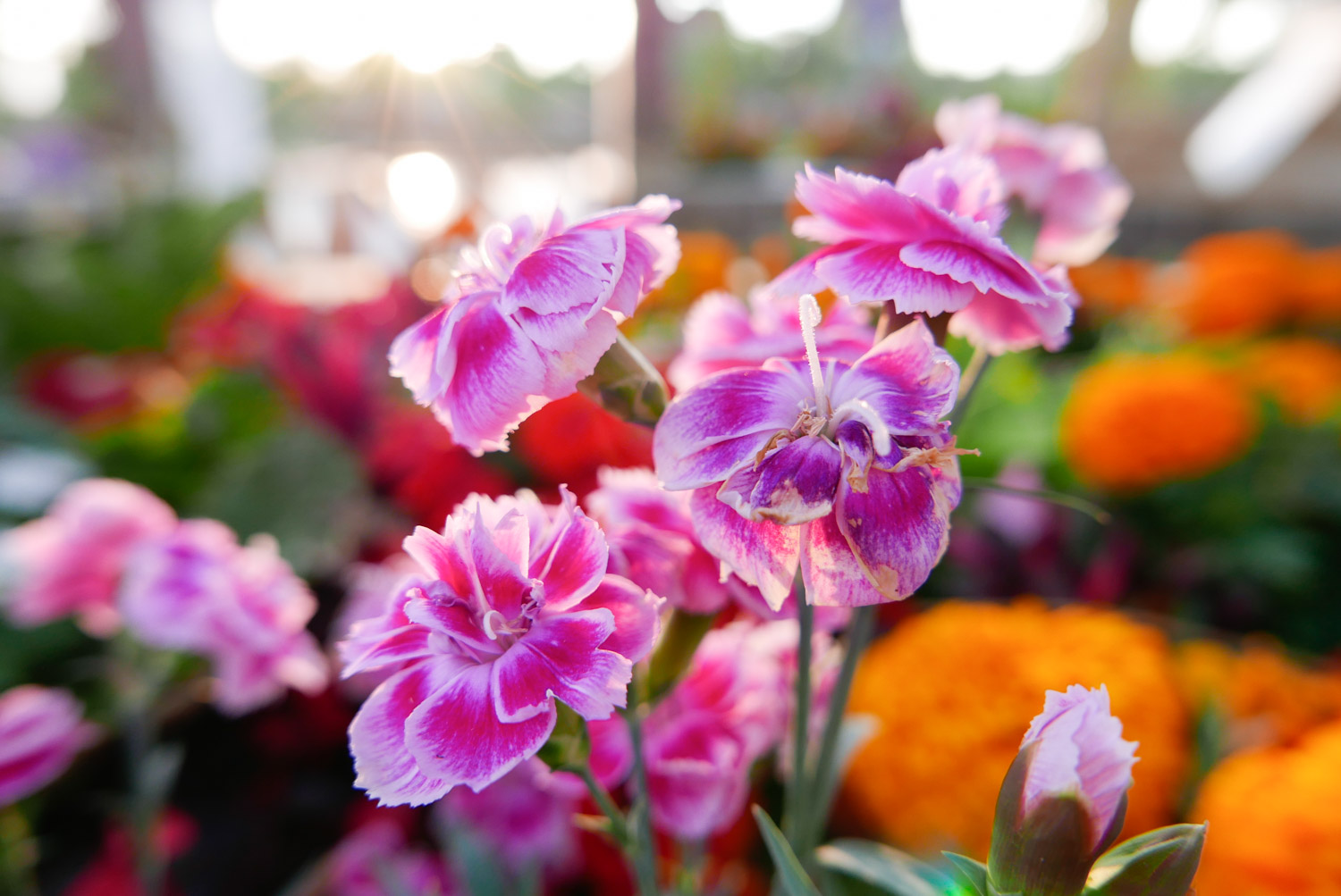 macro with leica d-lux 109