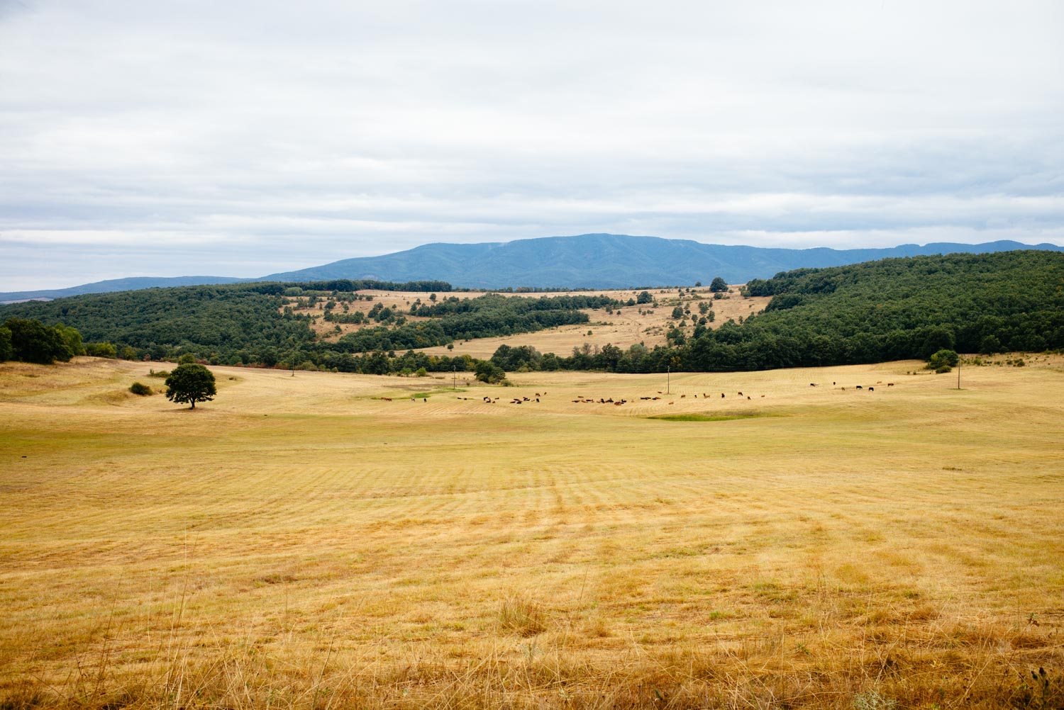 fields near the village of Zheravna